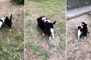 まるで二人三脚のように寄り添って行動する、2匹の地域猫が愛おしい