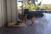 やさしい世界。遊びに夢中のやんちゃな子犬を前脚で寝かしつけようとする母親代理の犬（アメリカ）