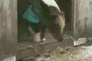 人気を集めていた「仔馬の初めてのドキドキのジャンプ」