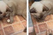 飼い主を真似している？コインを上手に扱う猫が賢い