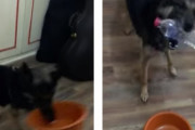 犬「水が飲みたい！」飼い主さんに全力で意思表示する犬が可愛い