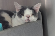 【海外】猫が捨てられた理由に驚愕！彼の顔を見た瞬間、全てが明らかにわかる秘密とは？