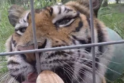肉！肉！肉！おやつを貰うネコ科動物たちの反応