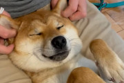 「はぁ～気持ち良くて寝ちゃいそう…」柴犬が目をつぶって飼い主さんの耳イジリを堪能している様子にほっこり