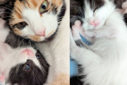 【海外】「シェルターに猫を持ち込んだ翌日、6匹の子猫が誕生！今度は一緒に育てる幸せなストーリー」