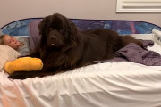 怖がりの少女と添い寝してあげるニューファンド犬「オバケが出てもボクがいれば大丈夫ワン！」