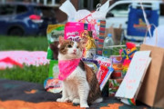 【海外】障害を持つ猫のために広場で誕生日パーティー！友人の素敵なアイデアが感動を呼ぶ理由とは？
