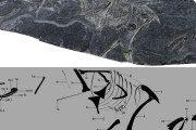 【海外】中国の科学者、最古の鳥の化石を発見！鳥類進化の歴史を大改訂しちゃった！