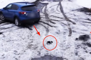 危機一髪！バック走行の車にチワワがひかれそうになるその瞬間！ボーダーコリーが咄嗟の判断で無事チワワを救出