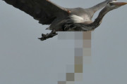 鳥に丸呑みにされたウミヘビが喉をつき破り空中で脱出　衝撃写真が激写され世界が震撼