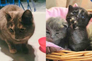 【海外】「迷い猫が訴える！数ヶ月の冒険の果てに家族と出会った感動のストーリー」