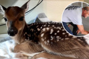 【海外】「事故現場で未出生の子鹿を救った機転の利く警官の感動秘話」
