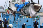 海外「日本が31年振りに商業捕鯨を再開」→「既にずっとしていただろ」