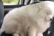 【癒やし動画】車内で風を受け、ふわふわと毛が揺れるサモエドが可愛い！