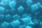 圧巻の光景！スキューバダイビング中にマンタの大群現る！こいつら一体どこへ向かってるんだ･･･　海外の反応