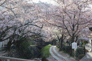 韓国人「桜が咲いた京都の路地裏を見てみよう」