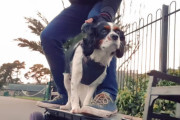 電動スケートボードで飼い主さんと相乗りしちゃうワンちゃん