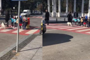 車を威嚇して園児たちのお散歩をサポートするワンちゃんが凄い！（ジョージア）