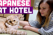 海外「天国だ…」「最高のアイデア！」箱根にある猫たちに囲まれて泊まれる旅館を紹介した動画に反響！