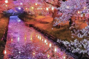 新河岸川沿いの桜の様子が海外で話題になっている件　海外の反応