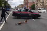 「止まってください。カモ通ります」鴨の親子の道路横断に協力する警官や通行人たち！優しいロシアの皆さんにほっこり