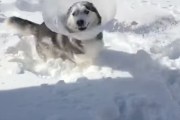イッヌ「ヌッシ・・・オラァ！」→エリザベスカラーを最大限楽しむ犬がかわいい！