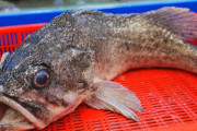 韓国人「雑魚扱いだったのに、なぜ“あの魚”が日本では高級料理になるんですか？」→「しかも刺身と鍋の両方で重宝されてるらしい」