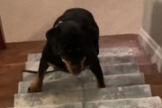 民泊施設で犬が異常行動？地下室で起きた怪奇現象とは