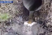 韓国人「韓国で糞尿がゴボゴボ‥」豚5千頭分の糞尿や汚水が垂れ流され魚が集団死！首都圏住民の水源も汚物で汚染される　韓国の反応
