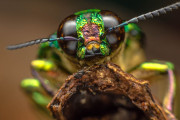 【海外】「意外な真実！昆虫を含む多くの動物が意識を持つ可能性 – 科学者たちの衝撃の主張」
