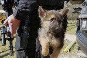 外国人「訓練中の警察犬が可愛すぎるので世界から集めてみたｗｗｗ」