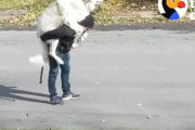 お、重そう(꒪ꇴ꒪|||)…デカすぎる犬をおんぶして散歩する男性