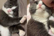 【海外】「心を開いた野良猫が魅せた！信頼を得た瞬間に見せた魅力とは？」