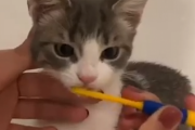 うちの猫にこんなことしたらすぐに殺される。どうしてそんなに良い子な猫。海外の反応