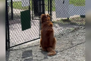 【海外】「寂しい犬、ガラガラなドッグパークで最高のサプライズ！友達がやってきた瞬間」
