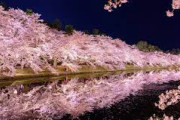 韓国人「結局、桜は韓日どちらのもの？」「事実と異なる “桜の起源” が出回っているようだ……」