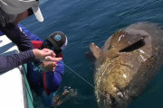 幻の巨大怪魚ゴライアスグルーパーを釣った男性→海に入って記念撮影しようとするも実は泳げず…。