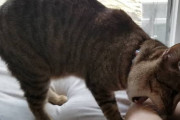 飼主さんの歌が気に入らなかった猫ちゃんが、お尻フリフリさせて飼主さんを狩ろうとしてる動画
