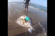 【なんかすごい】釣り上げられた仰向け状態のエイから赤ちゃんエイがいっぱい出てくる動画【自然の神秘】
