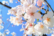韓国人「桜の木って日本が原産地なんだな」→「万物日本説（笑）」「済州島だと思うんだけど」「どこにも起源なんてありません」
