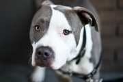 【海外】テネシー州で犬に撃たれた男性、寝ている間に何が起こったのか？