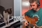 猫のキーボード演奏に合わせてギターを弾いたら、最高にクールな曲が完成！（要音声）