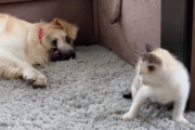 子猫と仲良くなりたいゴールデンレトリバーの必死のアピールが可愛らしい