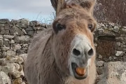 通行人にセレナーデを歌ってくれるロバが話題に！