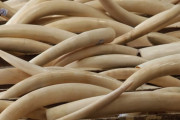 ヤフージャパンが象牙製品取引を全面禁止へ（海外の反応）