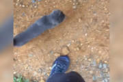 【海外】「絶体絶命の子猫がトレイルランナーに助けを求め、離れられなくなる瞬間」
