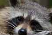 外国人「日本はアニメがきっかけでアライグマが増えすぎて大変なことになったらしい」