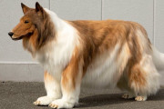 【悲報】超リアルな犬の着ぐるみで話題の日本人男性、人間をやめて犬になったと海外紙で報じられてしまうｗｗｗｗ