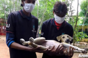 心温まる奇跡の回復！歩行不能だった保護犬が歩けるようになるまでの記録
