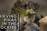 冬に備えて干し草を積み上げるロッキー山脈のナキウサギ　海外の反応